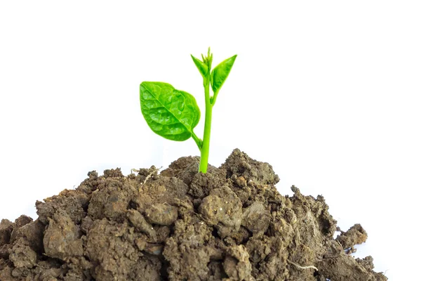 Jonge groene plant geïsoleerd op een witte achtergrond — Stockfoto