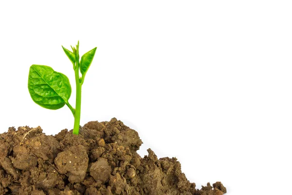 Jonge groene plant geïsoleerd op een witte achtergrond — Stockfoto