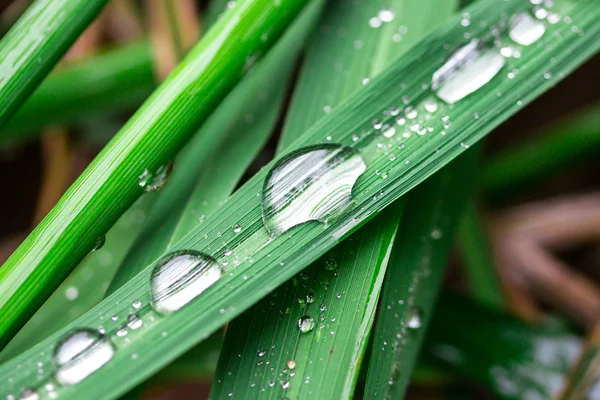 Water droplets on a leaf rice — Stock Photo, Image