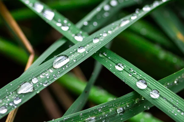 Water droplets on a leaf rice — Stock Photo, Image