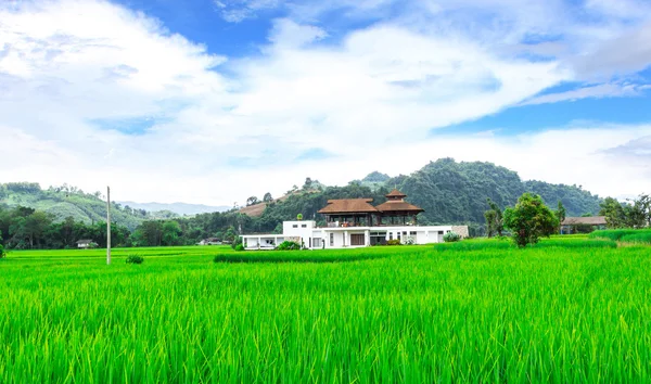 Casas e campos de arroz — Fotografia de Stock