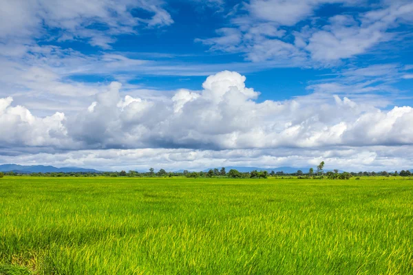 Green Terraced Rice Field in Chiangrai, Thailand — Stock Photo, Image