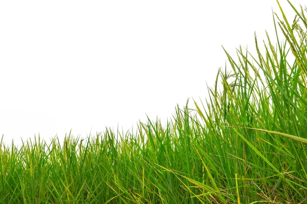 白い背景の上の緑の田んぼ — ストック写真