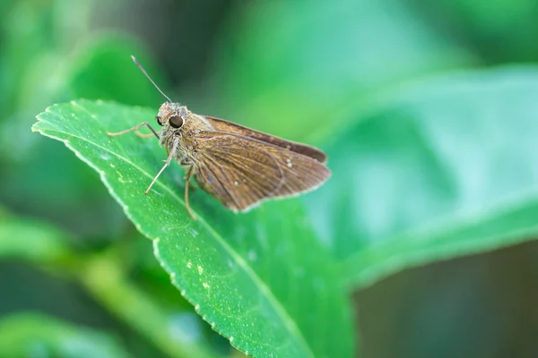 Imagen de una mariposa marrón en Asia está en hoja verde selectiva fo —  Fotos de Stock