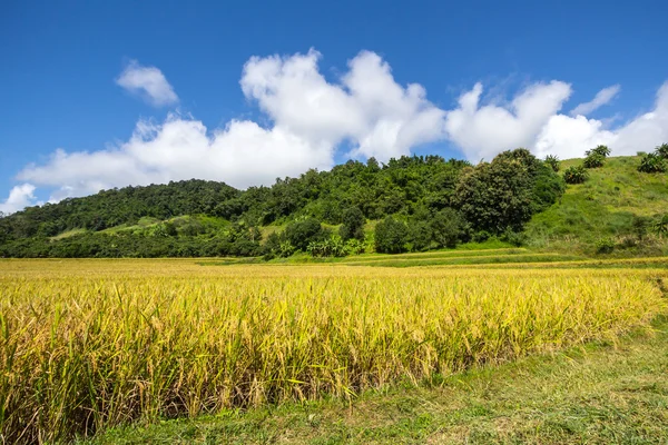 Geel, terrasvormige rijst veld in Chiang Rai, thailand — Stockfoto