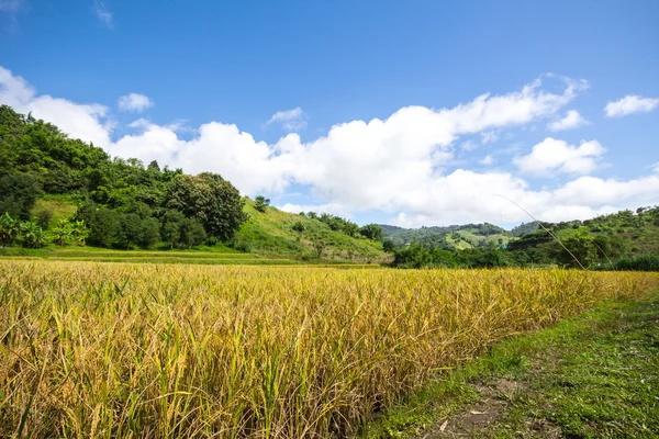 Yellow,Terraced Rice Field in Chiangrai, Thailand. — Stock Photo, Image