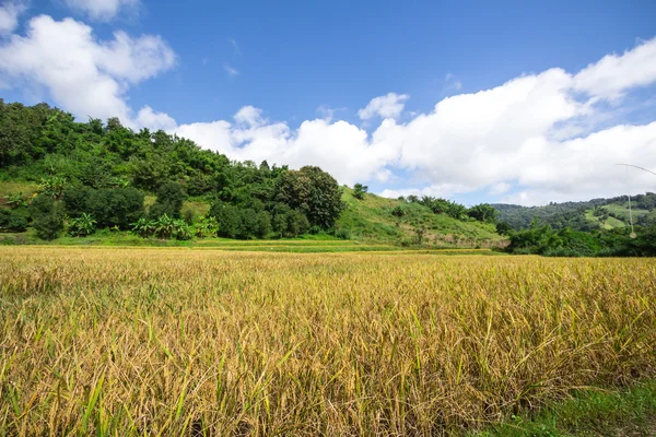 Žlutá, terasovité rýžové pole v chiangrai, Thajsko — Stock fotografie