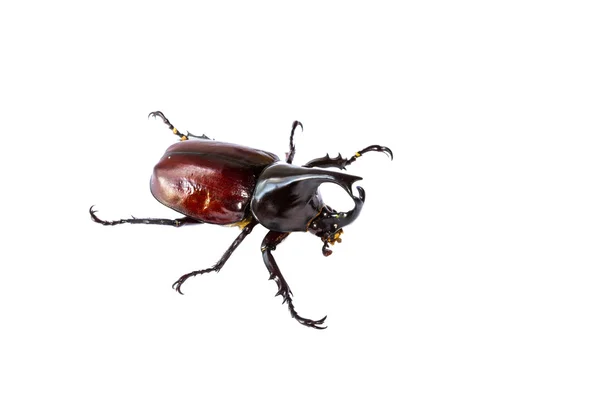 Thailändska rhinoceros beetle — Stockfoto