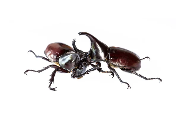 Thai rhinoceros beetle — Stock Photo, Image