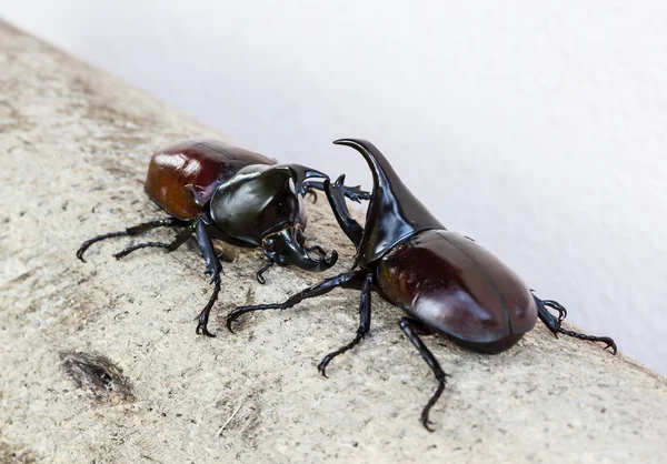 Thai rhinoceros beetle — Stock Photo, Image