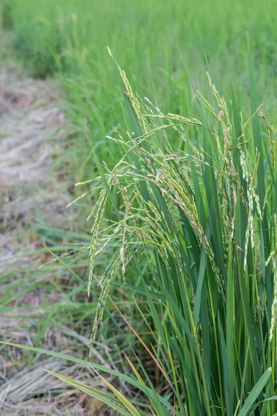 Close up of green paddy rice — Stock Photo, Image