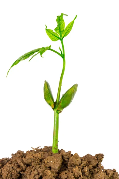 Young green plant isolated on a white background Stock Picture