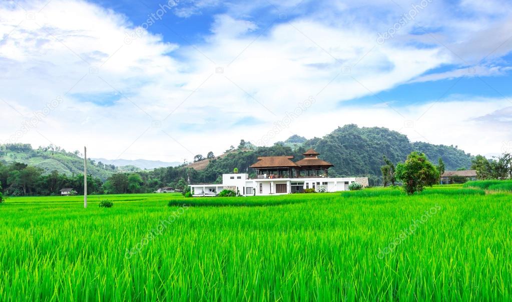 Houses and rice fields