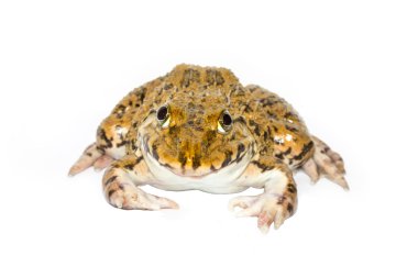 Beyaz arkaplandaki kurbağa