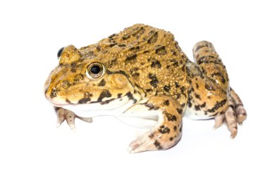 Beyaz arkaplandaki kurbağa