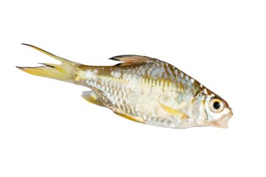 tatlı su beyaz arka plan.