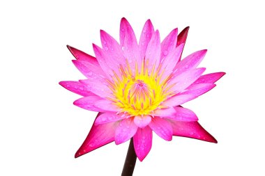 Lotus çiçekleri beyaz zemin üzerine