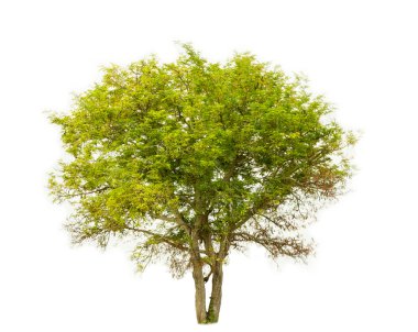 Beyaz arkaplandaki ağaç