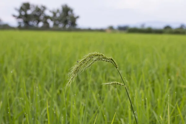 Campo de trigo — Fotografia de Stock