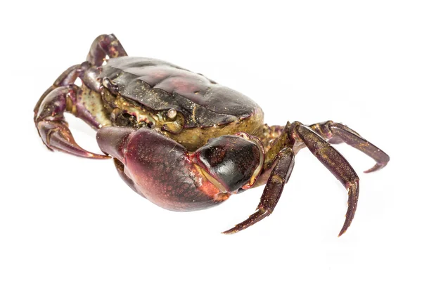 Red crab with white background — Stock Photo, Image