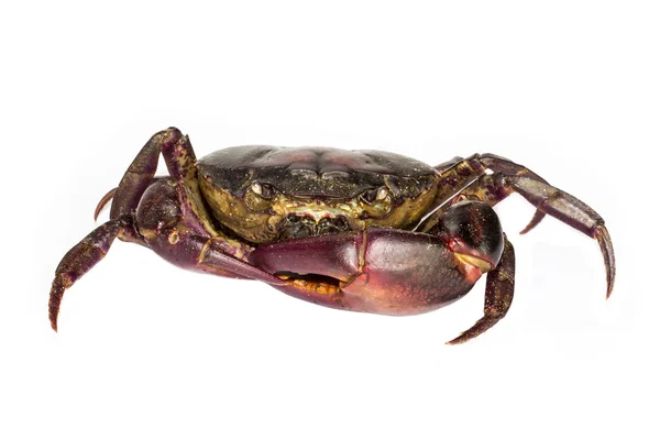 Red crab with white background — Stock Photo, Image