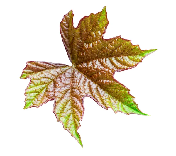 Leaves on a white background — Stock Photo, Image