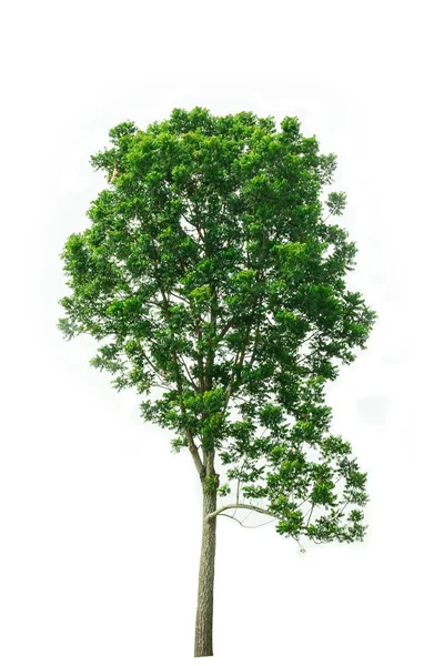 Albero su sfondo bianco — Foto Stock