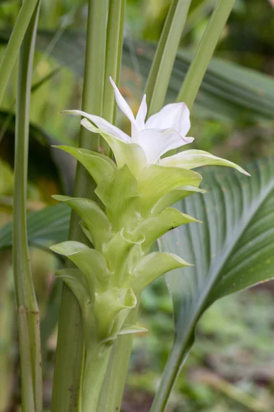 Turmeric flower — Stock Photo, Image