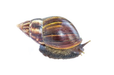 Beyaz arkaplanda izole edilmiş salyangoz