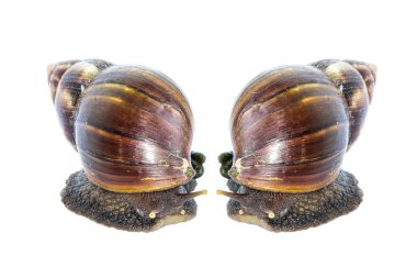 Beyaz arkaplanda izole edilmiş salyangoz