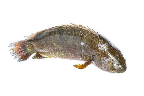 Свежая рыба на белом фоне — стоковое фото