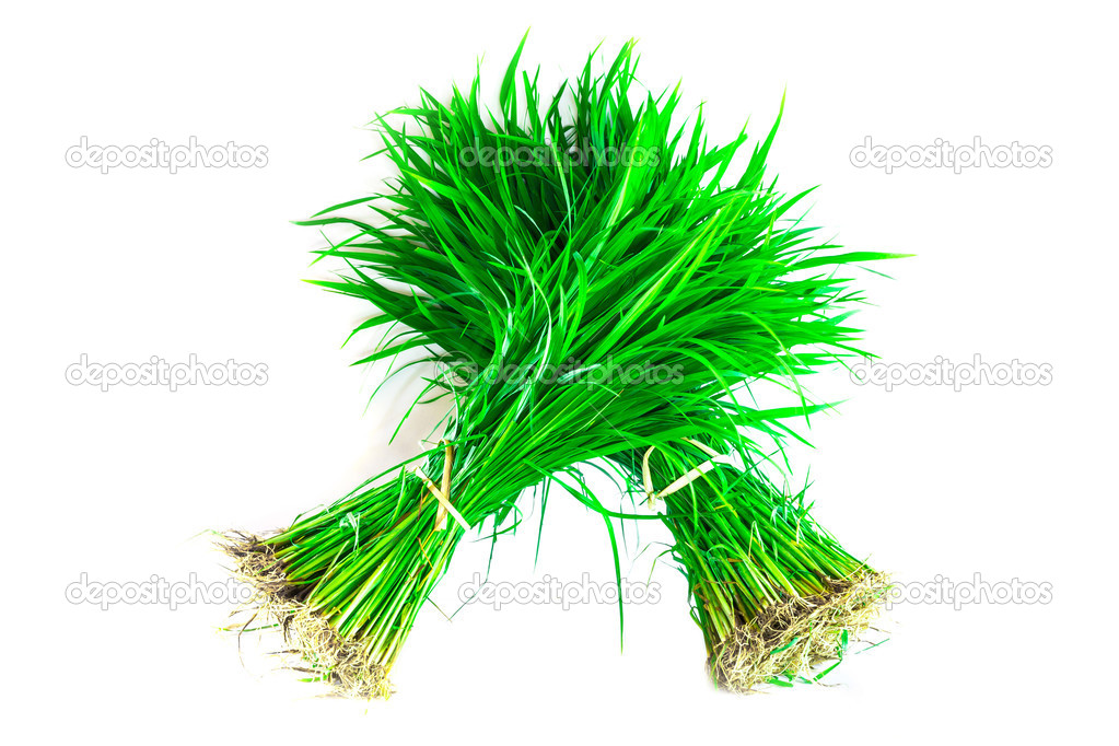 Seedlings Rice