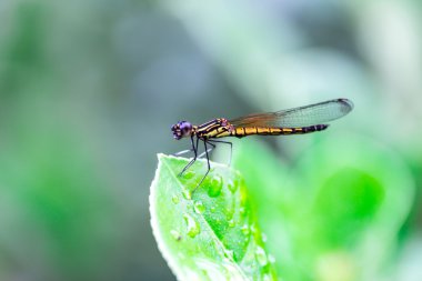 yusufçuk yaprak üzerinde