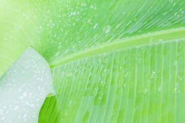 çiğ olarak muz yaprakları