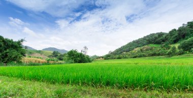 Yeşil teraslı pirinç alanında chiangrai, Tayland