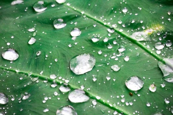 Water drops on leaves Bon — Stock Photo, Image