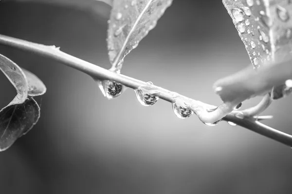 Green branches of water droplets — Stock Photo, Image