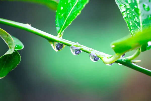 Green branches of water droplets — Stock Photo, Image