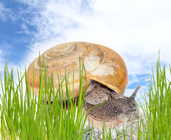 Schnecke auf grünem Stamm — Stockfoto