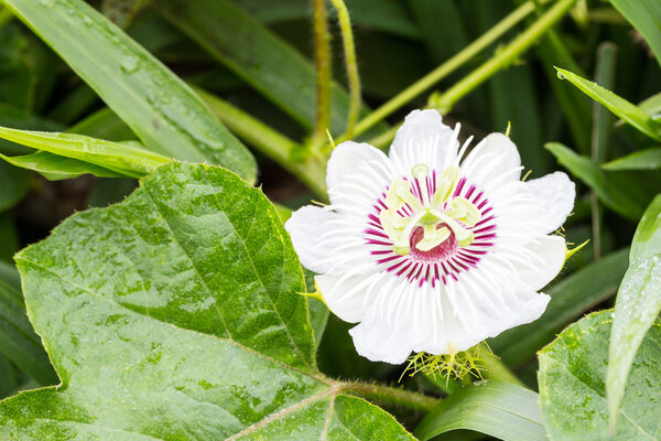 Purple passion Flower