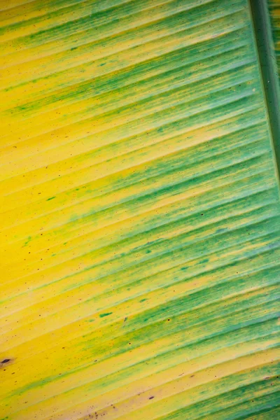 Banana leaf background — Stock Photo, Image