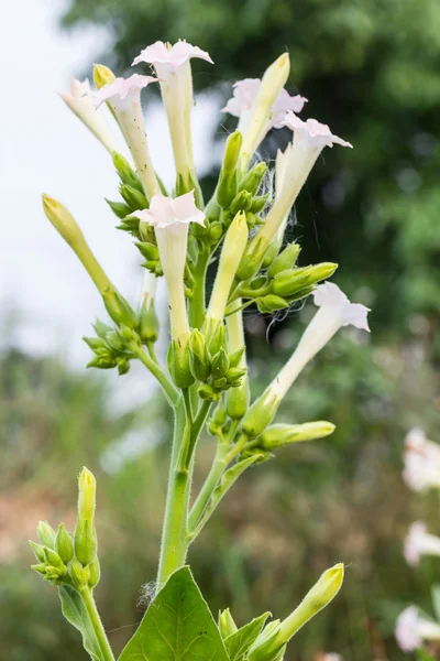 Nicotiana tabacum — Stock Photo, Image