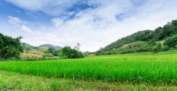 Green Terraced Rice Field em Chiangrai, Tailândia — Fotografia de Stock