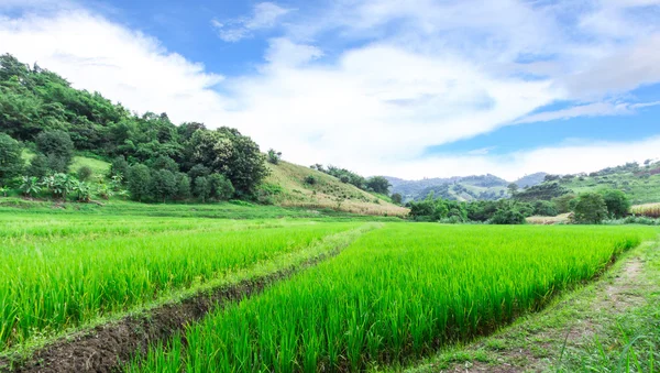 Green Terraced Rice Field a Chiangrai, Thailandia — Foto Stock