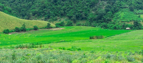 Green Terraced Rice Field in Chiangrai, Thailand — Stock Photo, Image