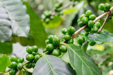kahve ağaç