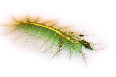 Yeşil tırtıl üzerinde beyaz izole