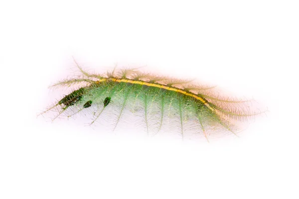 Grön larv isolerad på vit — Stockfoto