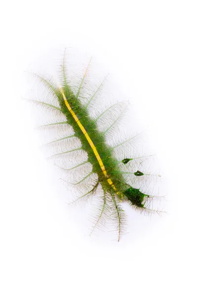 Chenille verte isolée sur blanc — Photo