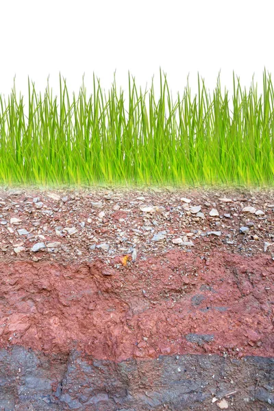 緑の草との下に地下の土層の断面 — ストック写真